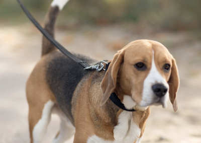 Leash Law – Keep Your Pets Safe